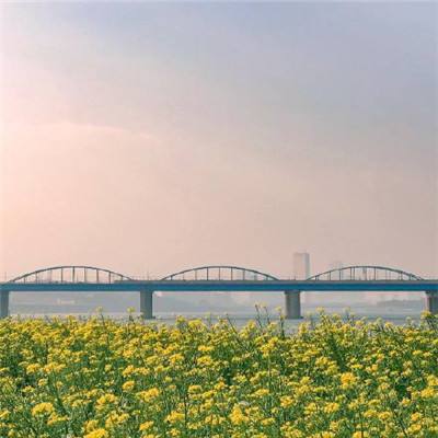 黄河山东段打造绿色生态长廊